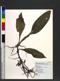 Amischotolype chinensis (N. E. Br.) E. H. Walker ex Hatusima T