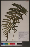 Christella dentata (Forsk.) Brownsey & Jermy p