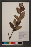 Taxillus lonicerifolitus (Hayata) Chiu ԥVH