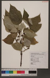 Broussonetia papyrifera (L.) L'Herit. ex Vent. c