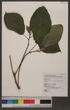 Ficus erecta Thunb. var. beecheyana (Hook. & Arn.) King ź_