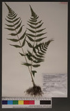 Metathelypteris gracilescens (Blume) Ching Yb