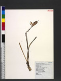 Zephyranthes carinata (Spreng.) Herb. 