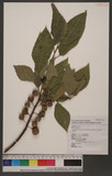 Ficus erecta Thunb. var. beecheyana (Hook. & Arn.) King ź_