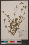 Cerastium fontanum Baumg. var. angustifolium (Franch.) Hara. 
