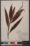 Polygonum glabrum Willd. d