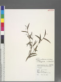 Persicaria praetermissa (Hook. f.) H. Hara