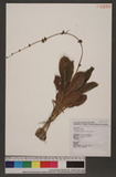 Echinodorus parvif...