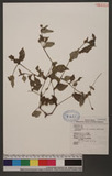 Polygonum chinense L. var. auriculatum (Meisn.) Suzuki ո