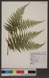 Thelypteris torresiana (Gaud.) jP