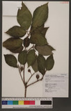 Ficus erecta Thunb. var. beecheyana (Hook. & Arn.) King ź_