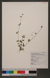 Cerastium arisanensis Hayata s