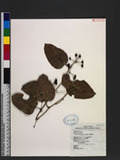 Smilax japonica kunth `n