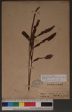 Pronephrium longipetiolatum (K. Iwats.) Holtt. `s뿹