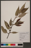 Ficus sarmentosa Buch.-Ham. ex J. E. Sm. var. nipponica (Fr. & Sav.) Corner Vۺh