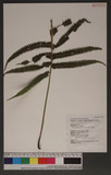 Cyclosorus parasiticus (L.)Farw. K