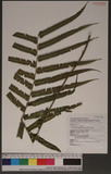 Pneumatopteris truncata (Poir.) Holtt. }