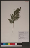 Macrothelypteris torresiana (Gaud.) Ching jP