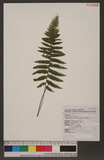 Thelypteris uraiensis (Rosenst.) Ching QӪP
