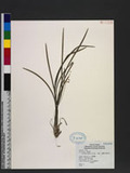 Liriope angustissima Ohwi ӸpV