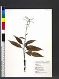 Pollia japonica Thunb. Y