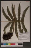 Thelypteris erubescens (Wall. ex Hook.) Ching 쿹