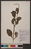 Stachytarpheta urticaefolia (Salisb.) Sims Ž