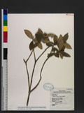 Skimmia japonica Thunb. var. distincte-venulosa (Hayata) Chang ߯