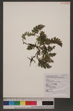 Trichomanes birmanicum Bedd.