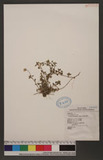 Cerastium arisanensis Hayata s