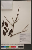 Taxillus liquidambaricolus (Hayata) Hosokawa jH
