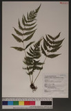 Thelypteris adscendens (Ching) Ching LP