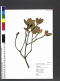 Rhaphiolepis indica Lindl. var. umbellata (Thunb. ex Murray) Ohashi p۴