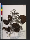 Smilax bracteata Presl subsp. bracteata n