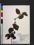 Smilax bracteata Presl subsp. bracteata n