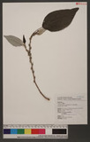 Boehmeria nivea (L.) Gaudich. var. tenacissima (Gaudich.) Miq CR