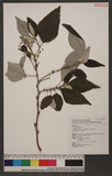 Boehmeria nivea (L.) Gaudich. var. tenacissima (Gaudich.) Miq CR