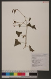 Polygonum senticosum (Meisn.) Franch. & Sav. d