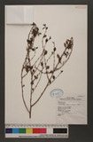 Pouzolzia elegans Wedd. var. formosana Li o