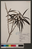 Debregeasia orientalis C. J. Chen 