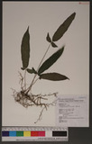 Pronephrium triphyllum (Sw.) Holtt. Ts뿹
