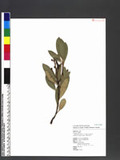 Rhaphiolepis indica (L.) Lindl. ex ker var. liukiuensis (Koidz.) Kitam. [y۴