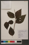 Boehmeria nivea (L.) Gaudich. var. tenacissima (Gaudich.) Miq. CR