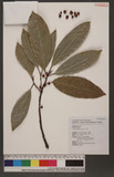 Ficus nervosa Heyne