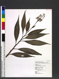 Pollia secundiflora (Blume) Bakh. f. OLY
