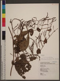 Dioscorea bulbifera L. W