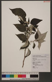 Boehmeria nivea (L.) Gaudich. var. nipononivea (Koidz.) W. T. Wang
