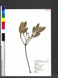 Rhaphiolepis indica (L.) Lindl. ex ker var. liukiuensis (Koidz.) Kitam. [y۴