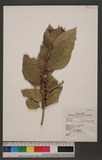 Ficus cumingii Miq. var. terminalifolia (Elmer) Sata ︭_