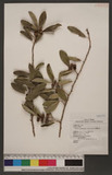 Maclura cochinchinensis (Lour.) Corner OWC